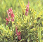 corydalis yanhusuo W.T.Wang extract
