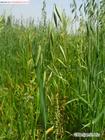 Oat Extract