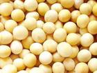 Soybean Extract