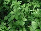 Siberian Ginseng extract