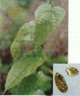 Tinosporine