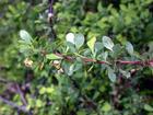 Berberine