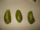 (Griffonia Seed Extract) 5-hydroxytryptophan
