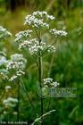 Valerian Root Extract
