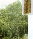 Cinnamon Bark Extract