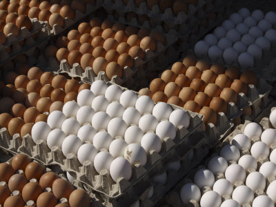 Brown and White Fresh Chicken Eggs
