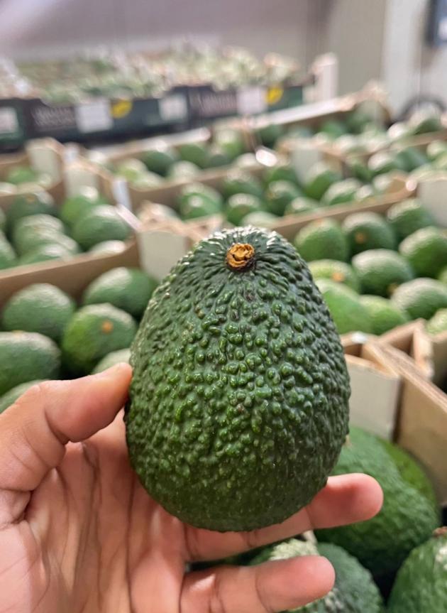 avocado fruits 
