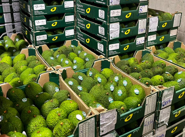 avocado fruit 