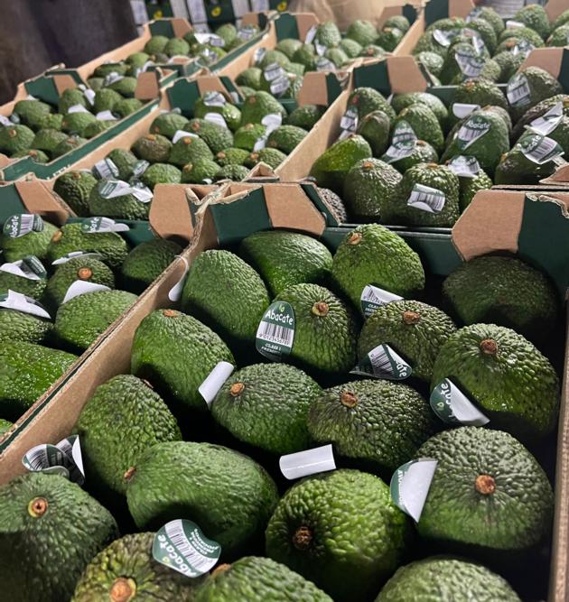  Fresh Avocado Fruits 