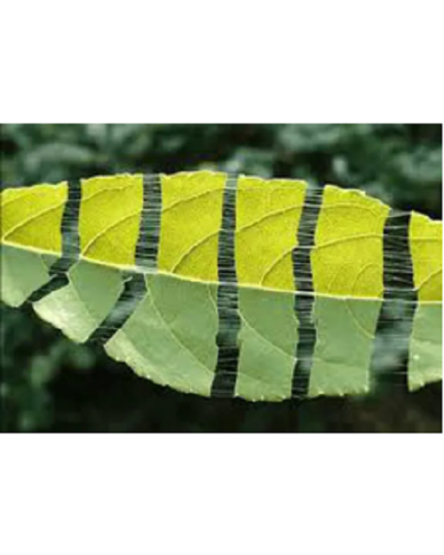 Eucommia Leaf Extract