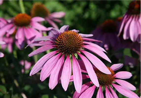 Echinacea Extract