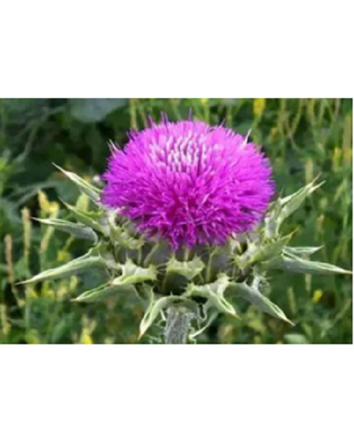 Milk Thistle Extract