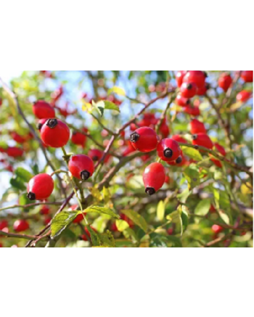 Rose Hip Extract