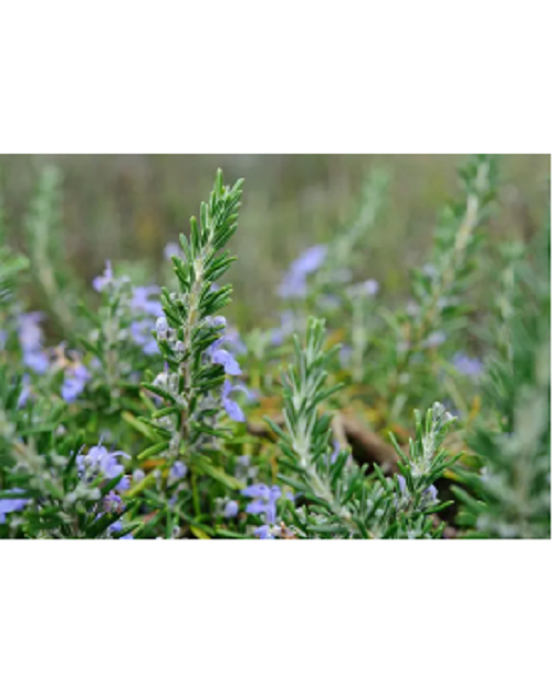 Rosemary Extract