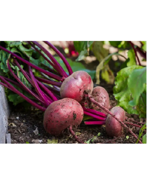 Organic Beet Root Powder