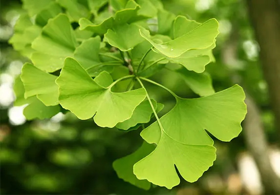 Ginkgo Biloba Extract