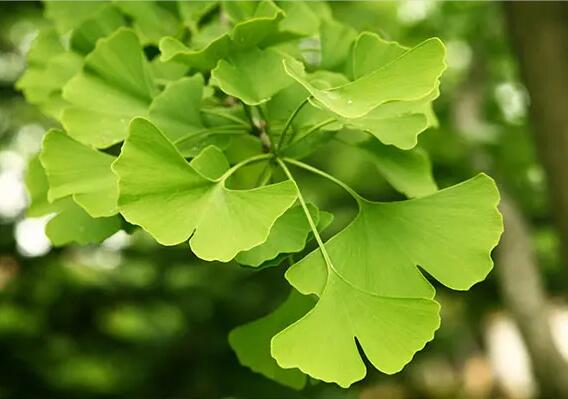 Ginkgo Biloba Extract