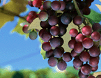 Grape seed P.E.