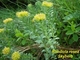 Rhodiola rosea P.E.
