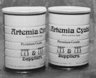 decapsulated artemia
