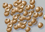 artemia cysts