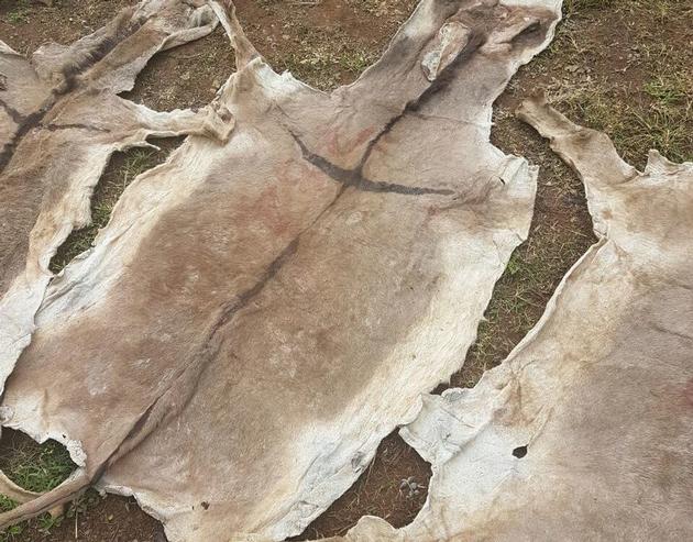 Dry Salted Donkey Hides
