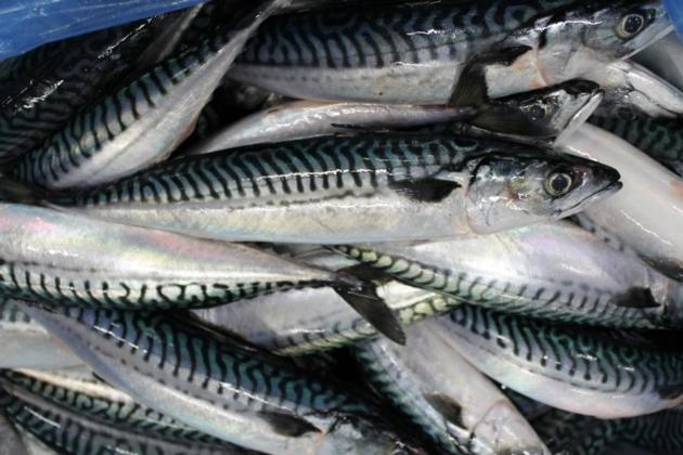 Mackerel Fish