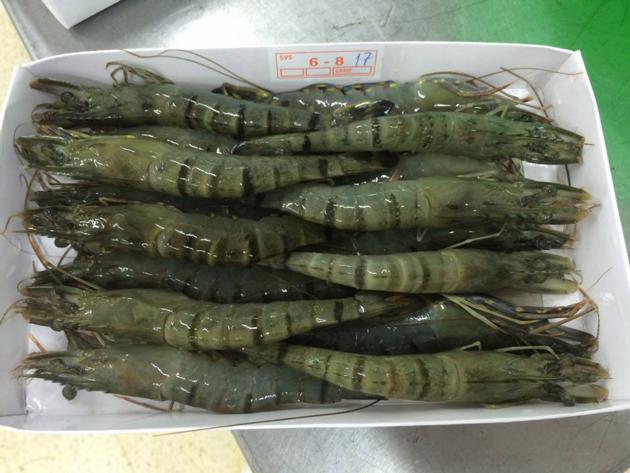 Black Tiger Shrimp