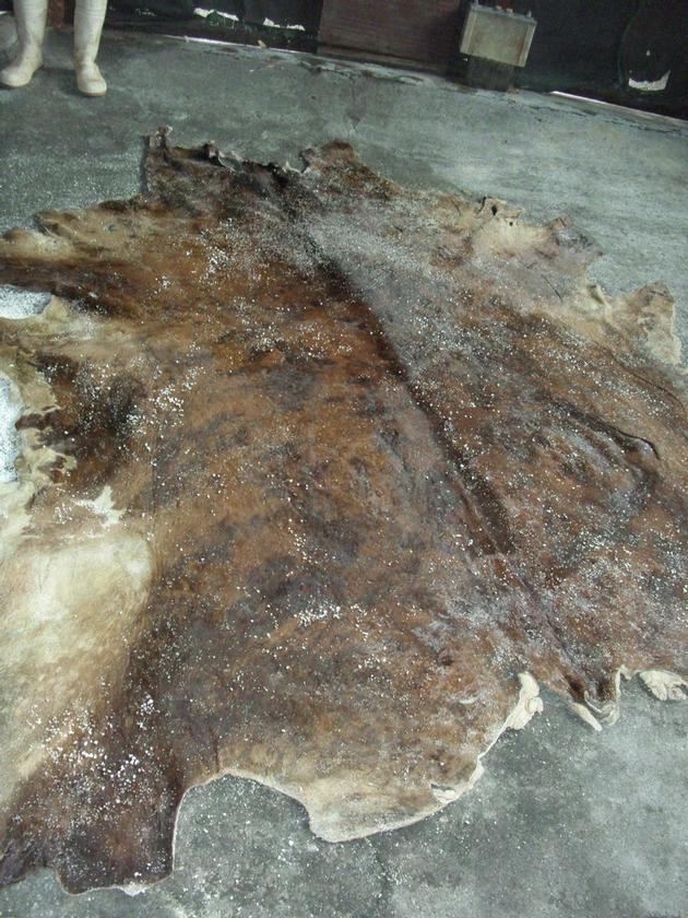  Wet Salted Cow Hides