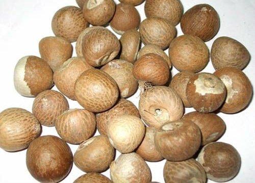 Areca Nut