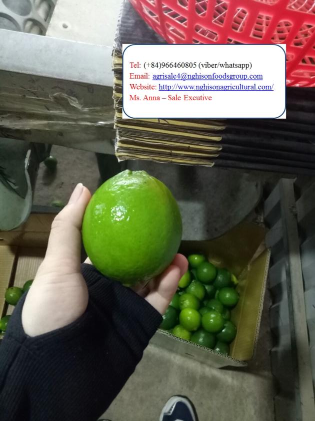 SEEDLESS LIME