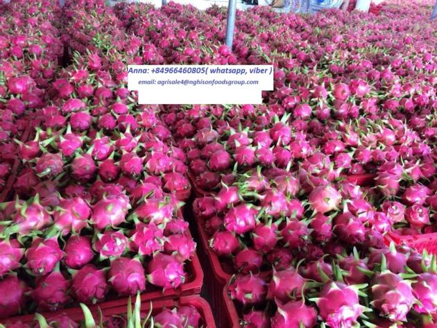 FRESH DRAGON FRUIT
