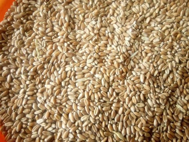 Wheat 3 Grade