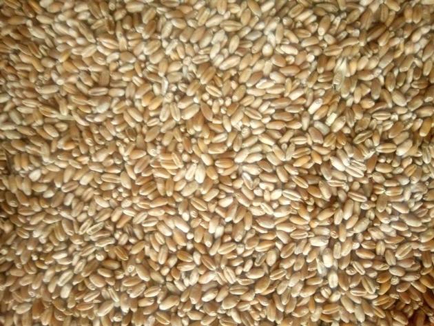 Wheat 3 Grade