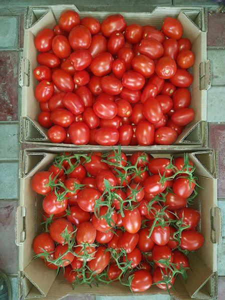 Tomatoes red plum-shaped