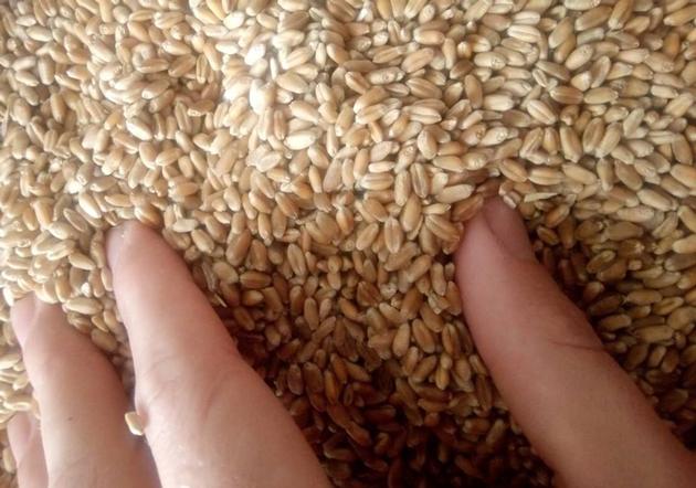 Wheat, 3 Grade