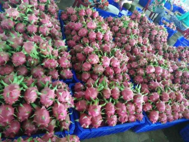 FRESH DRAGON FRUIT