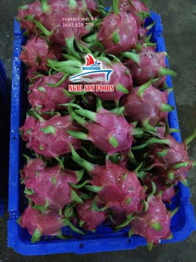 FRESH DRAGON FRUIT