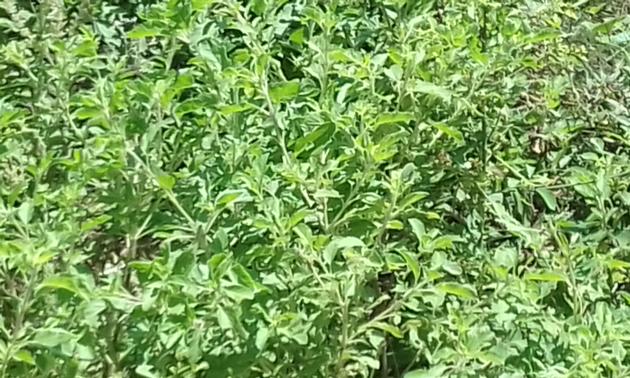 Fresh/Dried Basil leaves