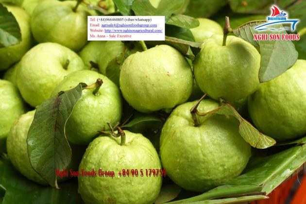 FRESH GUAVA