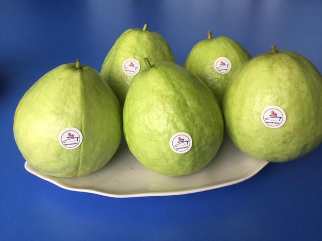 FRESH GUAVA