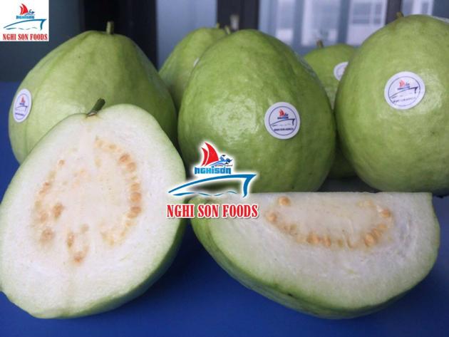 FRESH GUAVA