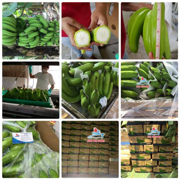 CAVENDISH BANANA