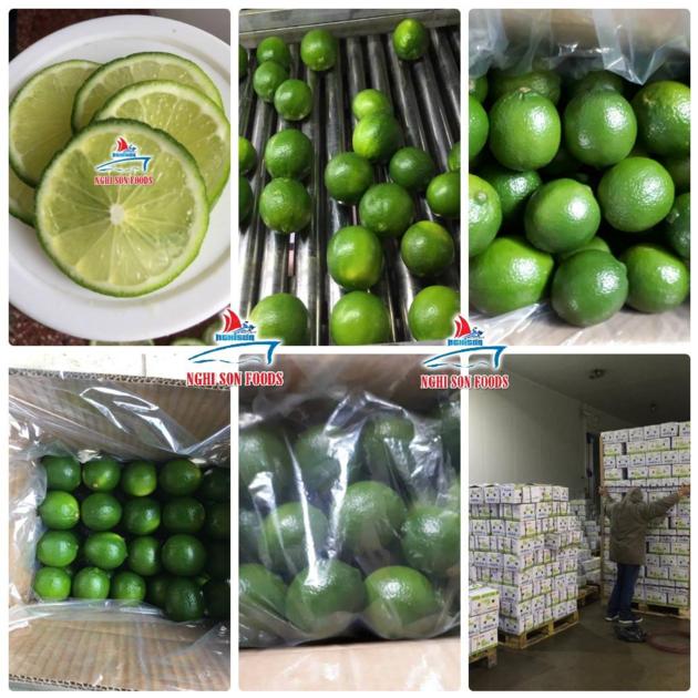 SEEDLESS LIME