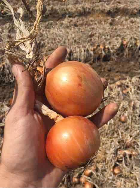 Onions