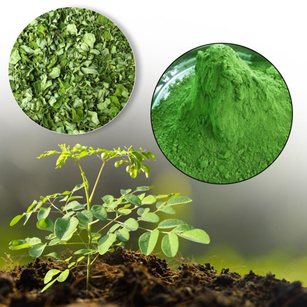 Moringa Leaf Powder