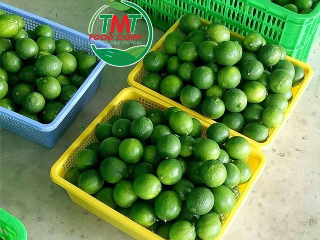 Vietnamese Fresh Seedless Lime