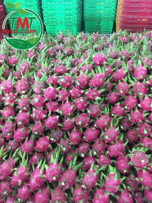 Fresh Dragon Fruit Red Flesh White