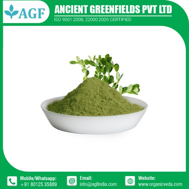 Bacopa Monnieri Powder Bulk Supplier