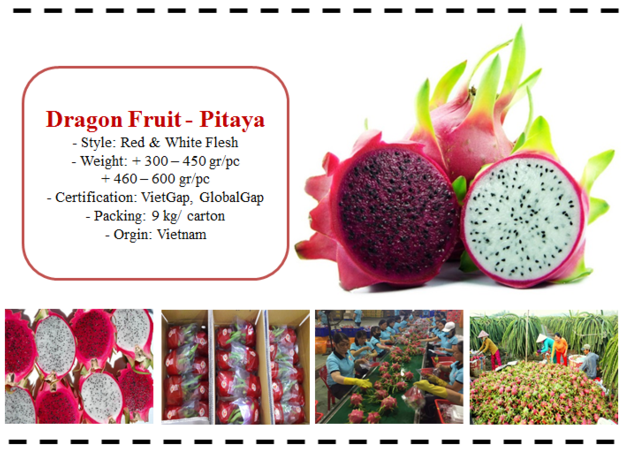 Fresh Dragon Fruit / Pitaya